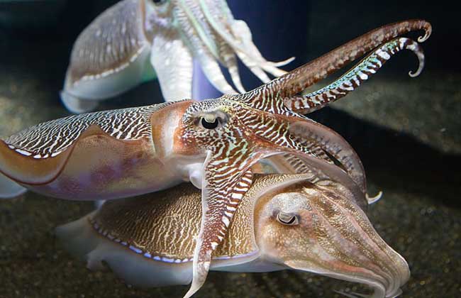 金乌贼养殖加盟费是多少？支出不少于27.51万元！