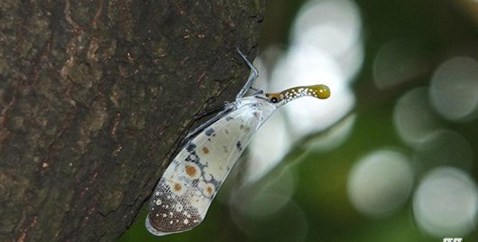 白蜡虫养殖加盟