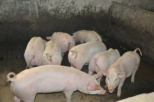 长白猪养殖加盟