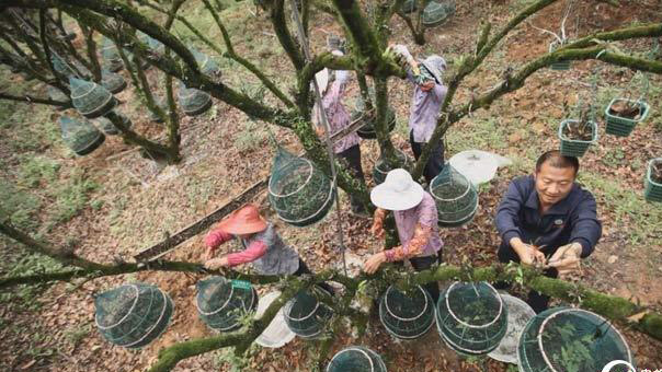 复齿鼯鼠养殖加盟