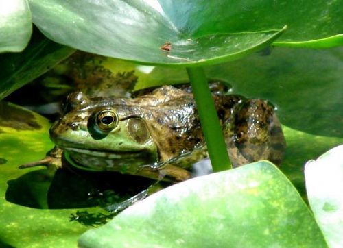 美国青蛙养殖加盟