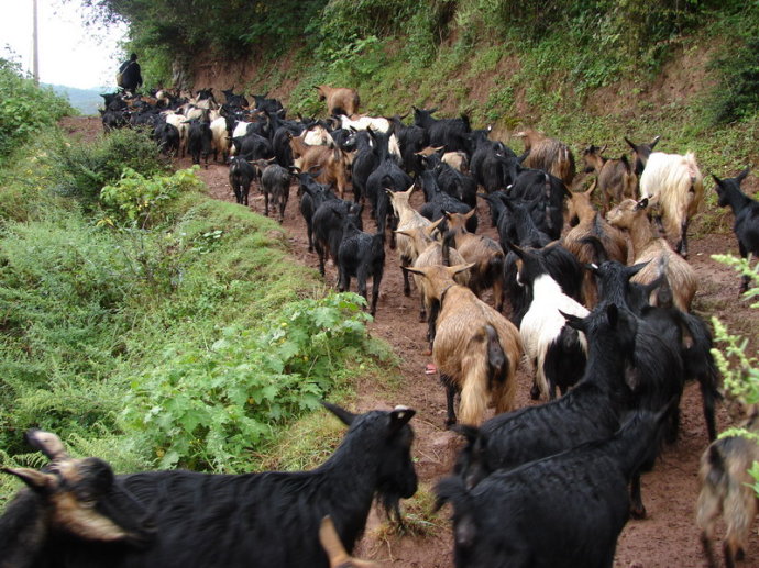 黑山羊养殖加盟