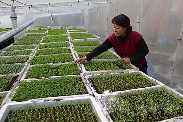 菜苗种植加盟