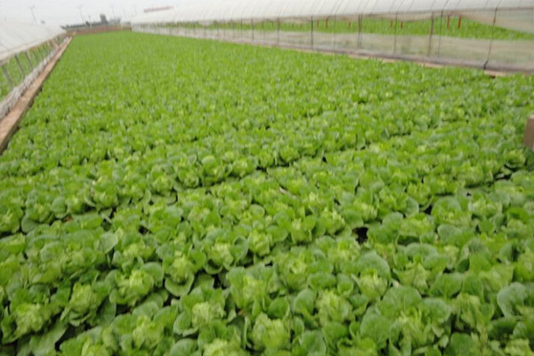 娃娃菜种植加盟