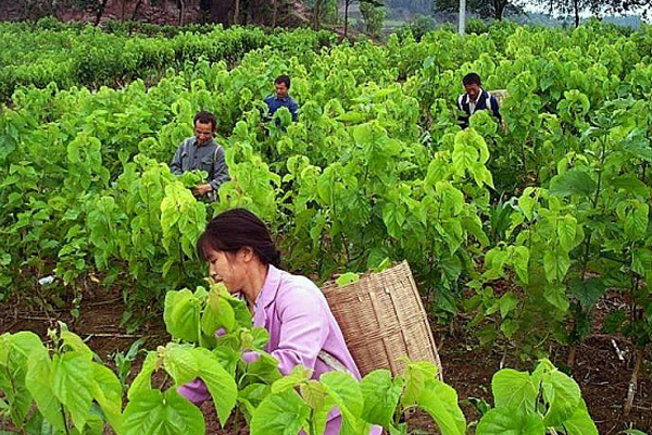桑树种植加盟