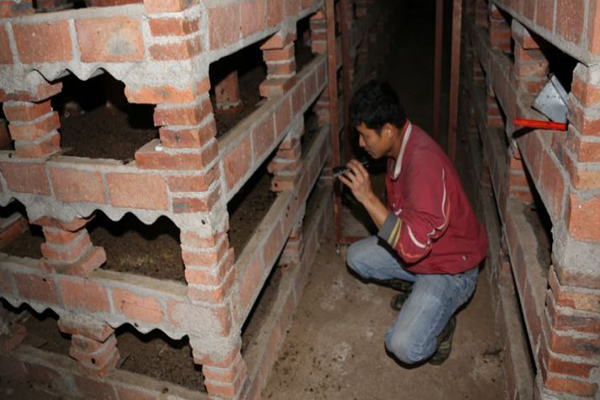 土鳖虫养殖加盟