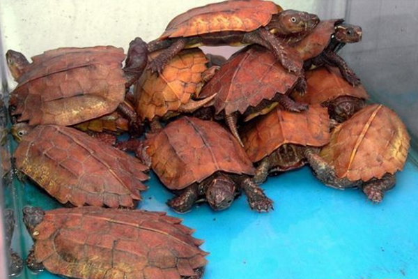 地乌龟养殖加盟