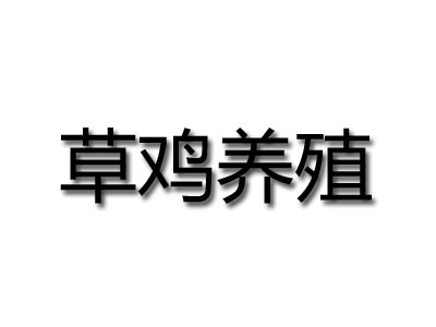草鸡养殖