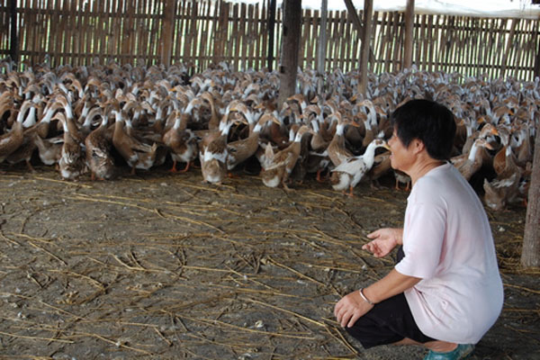 蛋鸭养殖加盟