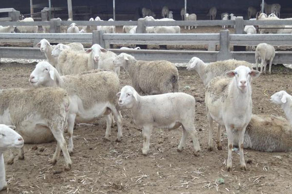 小尾寒羊养殖加盟