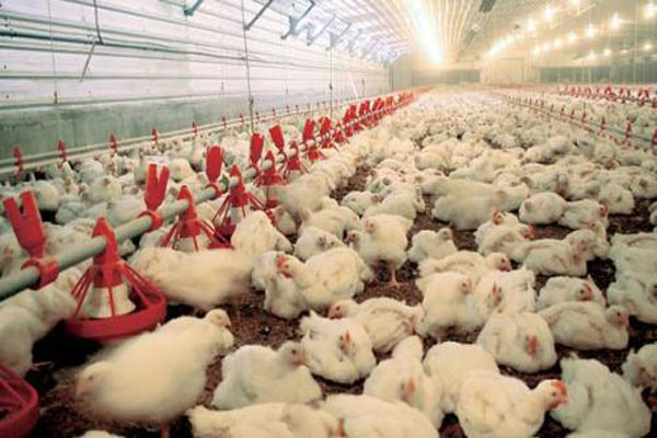 肉鸡养殖加盟