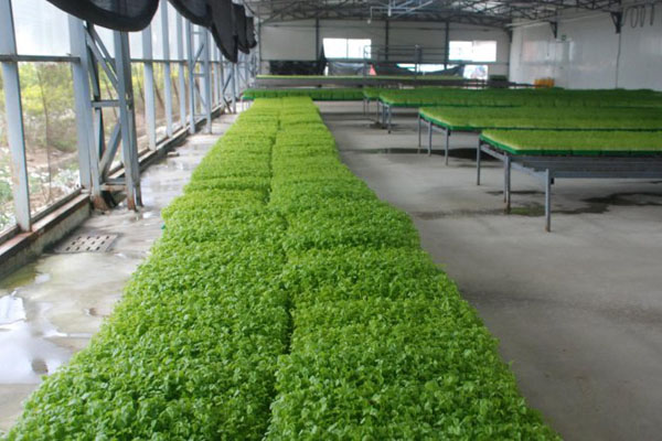 苗菜种植加盟