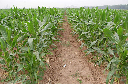 水果玉米种植基地