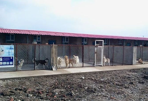 宠物狗养殖场