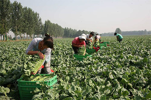 有机蔬菜种植园