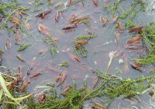 小龙虾养殖加盟