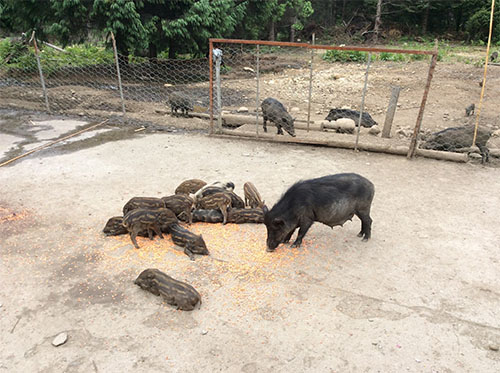 野猪养殖场加盟店