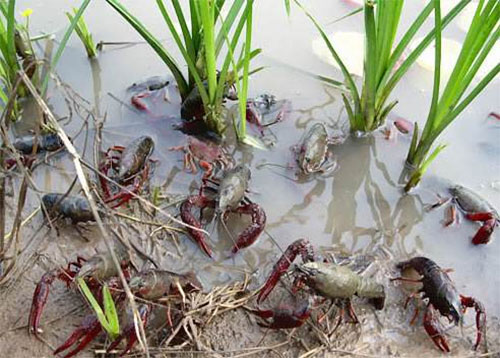 小龙虾养殖加盟