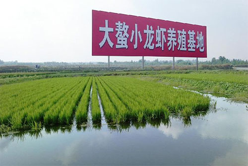 小龙虾养殖加盟