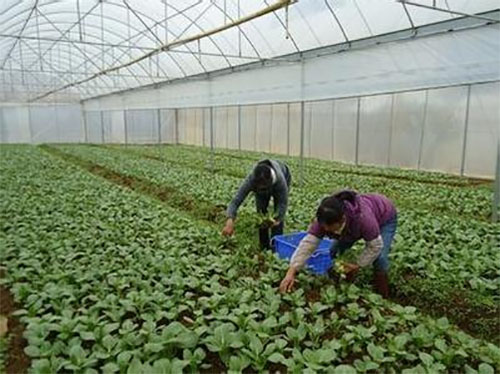 有机蔬菜种植园