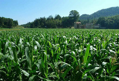 水果玉米种植基地