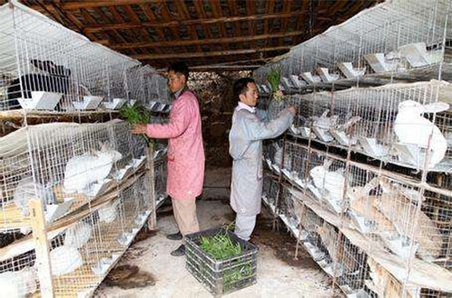 兔子养殖