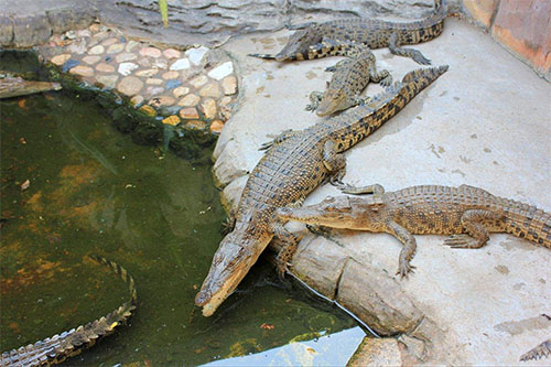 鳄鱼养殖场