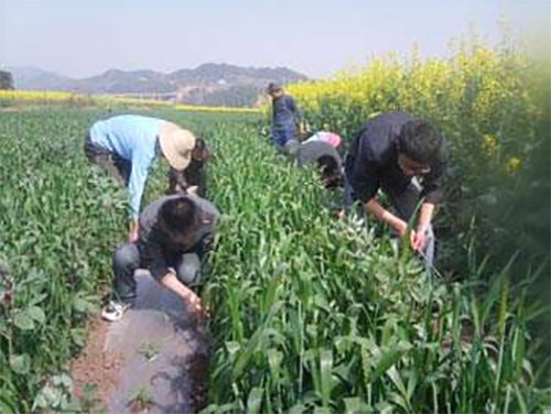 水果玉米种植基地