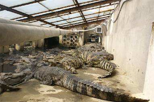 鳄鱼养殖场