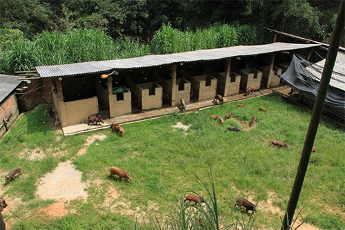 野猪养殖场加盟店