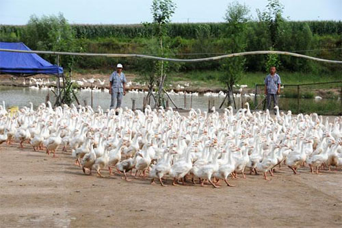 鹅养殖加盟费