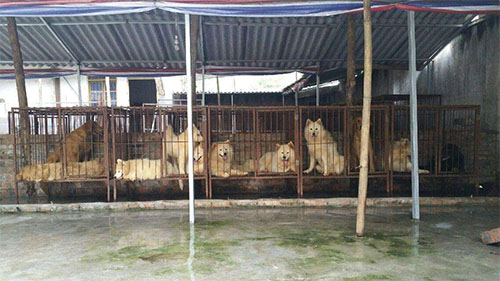 宠物狗养殖场
