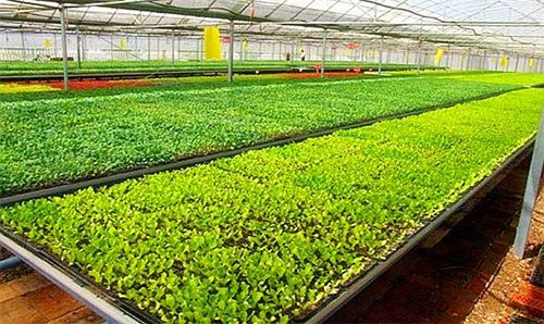 有机蔬菜种植园