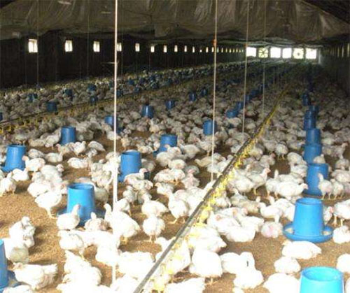 肉鸡养殖