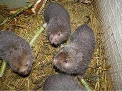 竹鼠养殖