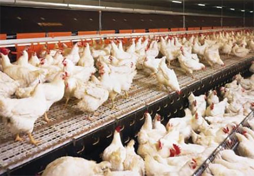 肉鸡养殖加盟费