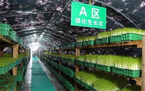 绿国鑫源芽苗菜