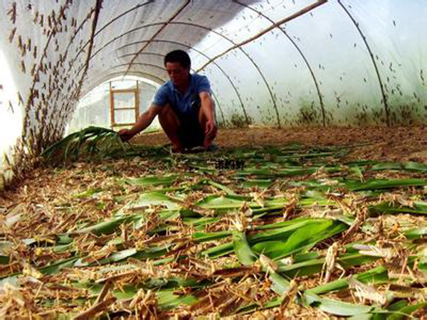 蝗虫养殖加盟费