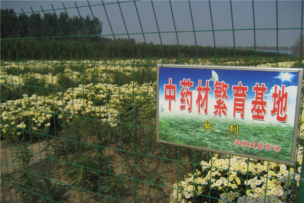中药种植