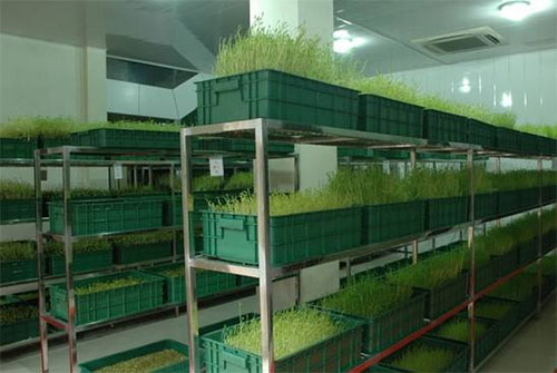 绿国鑫源芽苗菜