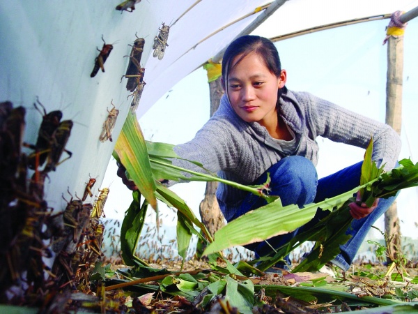 蝗虫养殖加盟费