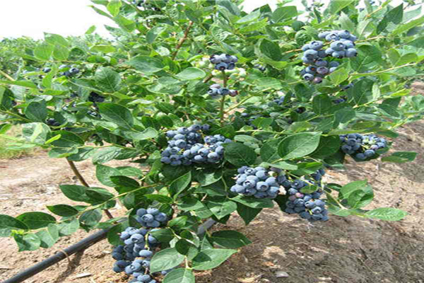 蓝莓苗种植