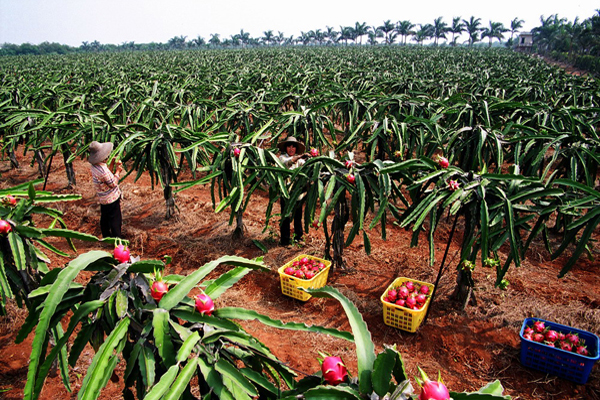 火龙果种植加盟费