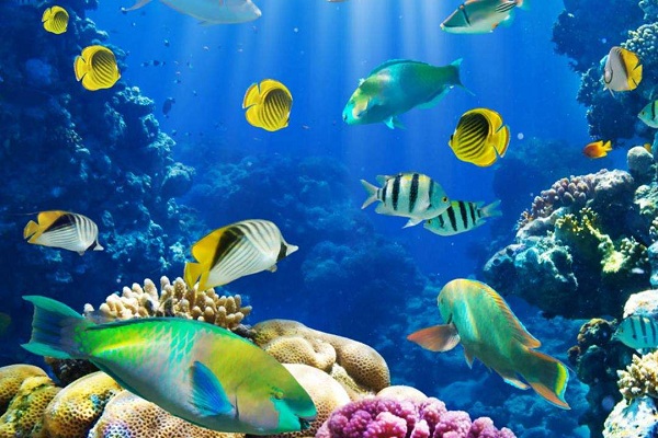 神奇创意水族馆加盟费