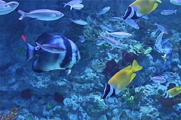 神奇创意水族馆加盟