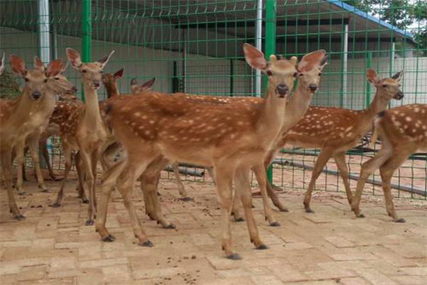 梅花鹿养殖加盟门店