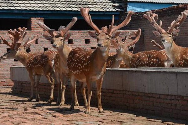 梅花鹿养殖加盟门店