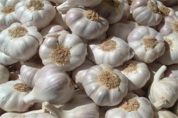 晨农黑大蒜加盟店