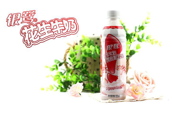 银鹭花生牛奶加盟费