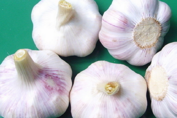 晨农黑大蒜加盟店